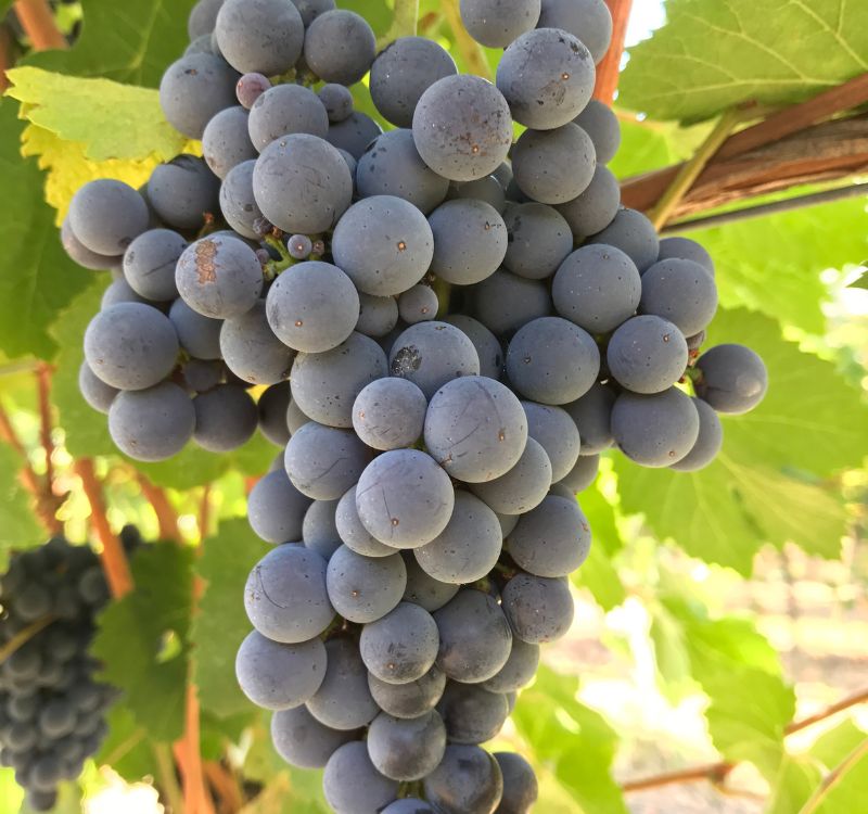 SubRosa Pyrenees Nebbiolo grapes on the vine