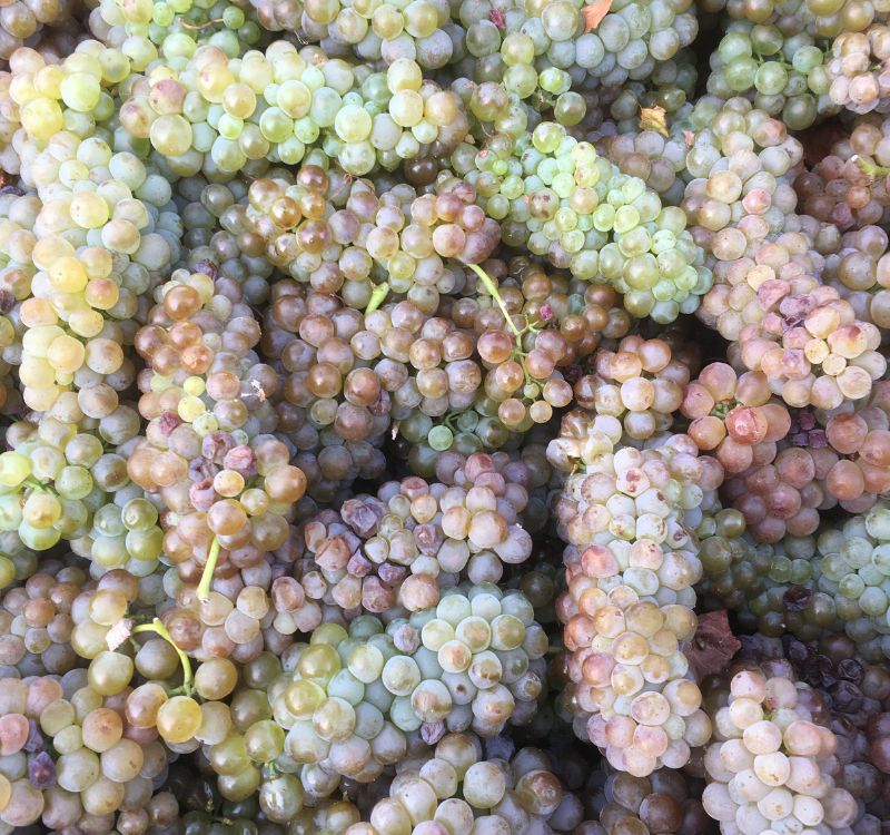 Bunches of subrosa grampians viognier grapes right after harvest
