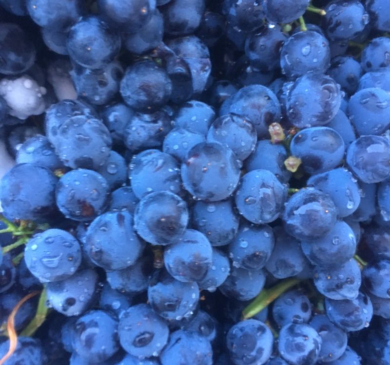 Bunch of shiraz grapes from the grampians