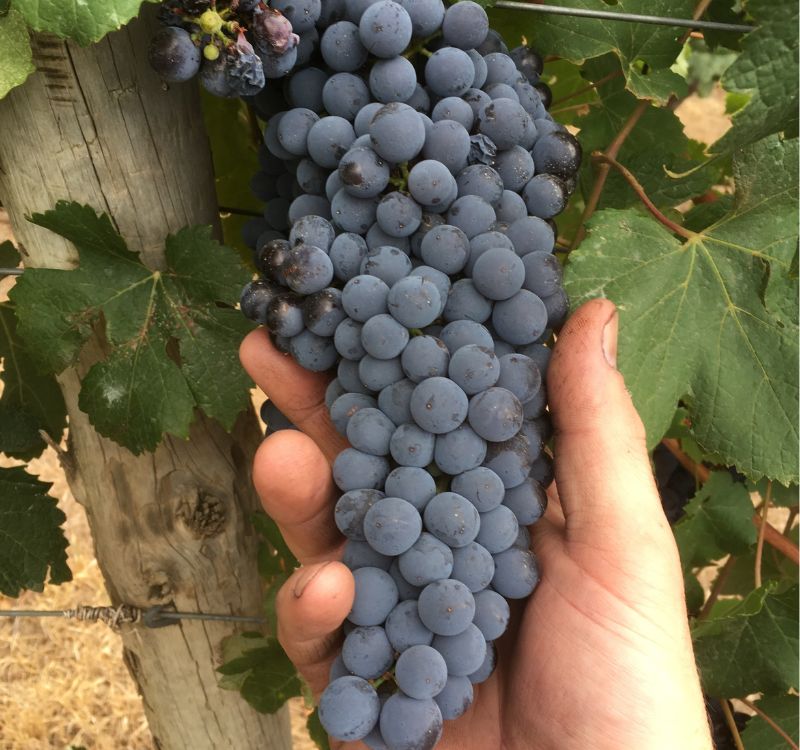 Bunch of nebbiolo grapes on the vines in the pyrenees to be made into Subrosa rose wine.
