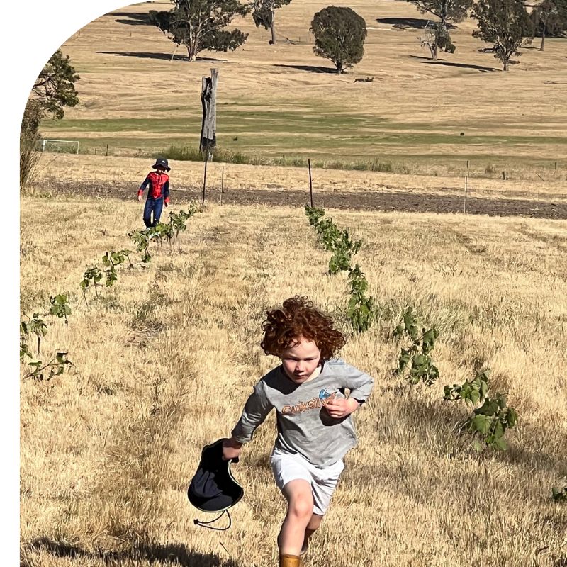 The subrosa vineyard in the grampians. Kids running along the row of vines.