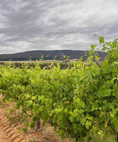 vineyards in the grampians wine region subrosa sources viognier from