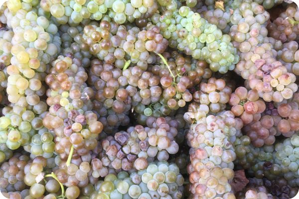viognier grapes grown in the grampians for subrosa