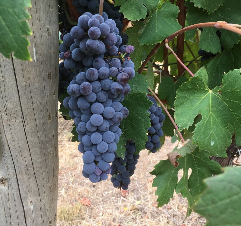 a bunch of shiraz grapes harvested for the 2021 subrosa grampians shiraz