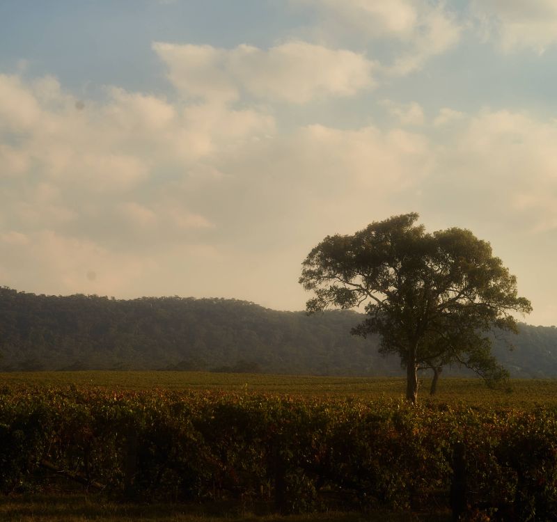 the grampians vineyard where the 2021 subrosa grampians shiraz was grown