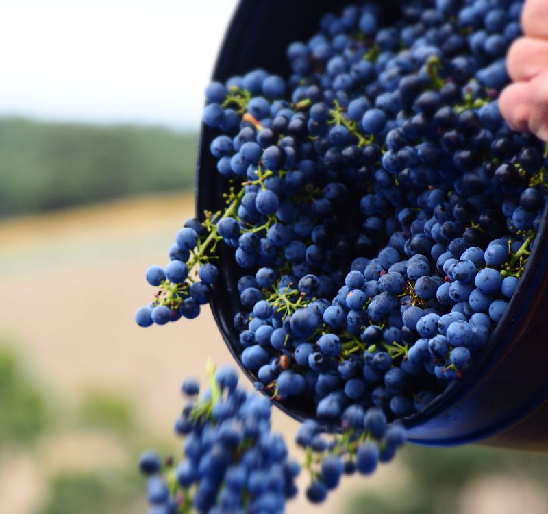 cabernet sauvignon grapes for the subrosa 2017 cab sav being dumped into the bin for fermenting