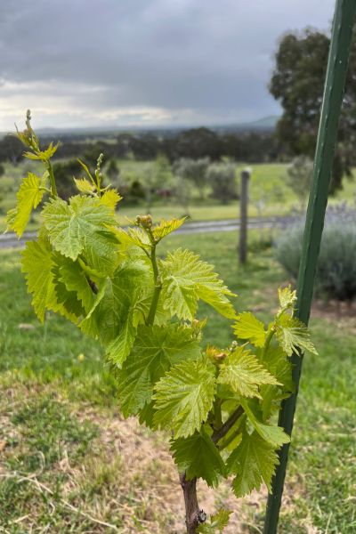 the new budburst of vines happening in the grampians at subrosa winery