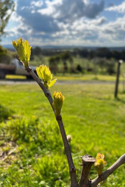 the vines bursting with buds for the new grape season in the grampians at subrosa winery