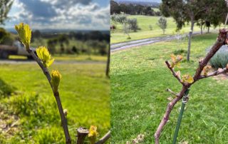 budburst in the grampians at the subrosa winery