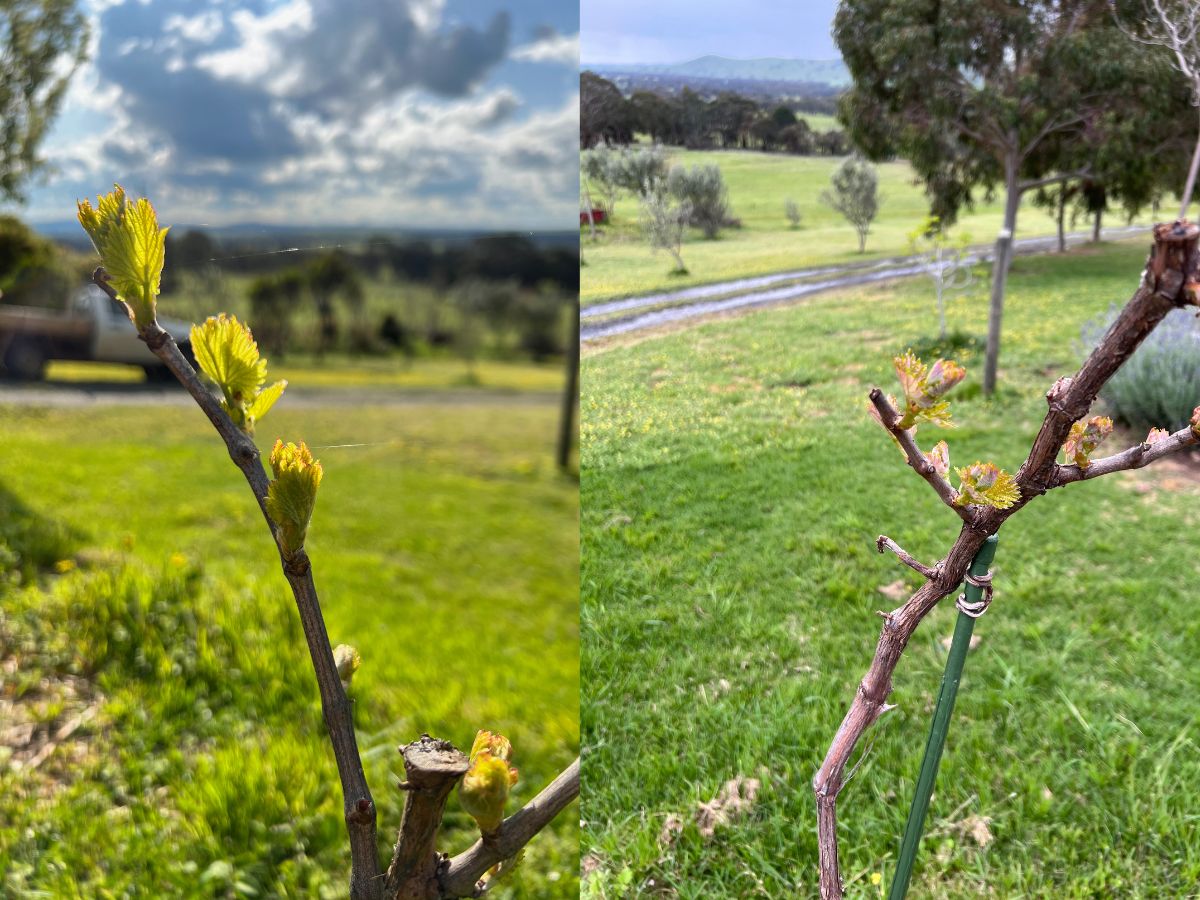 budburst in the grampians at the subrosa winery