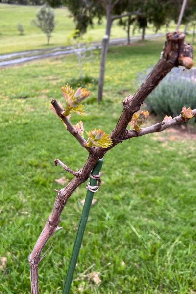 budburst at subrosa winery in the grampians